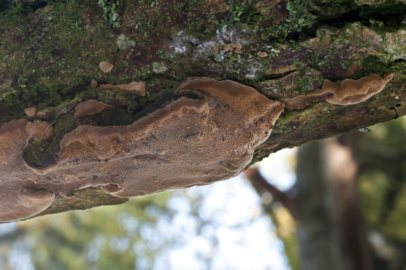 Phellinus conchatus